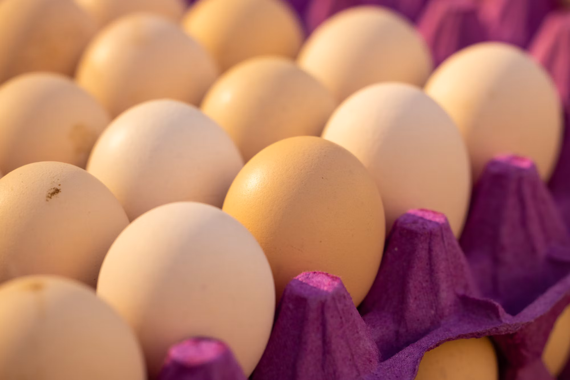 Exploring the Benefits of Plant-Based Diets